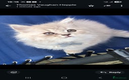 British Longhair cats for sale: 3 X BLH Haired kittens, READY NOW - Image 11