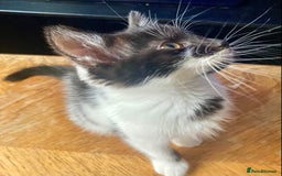 Domestic Shorthair cats for sale: Lovely funny little kittens  - Image 4