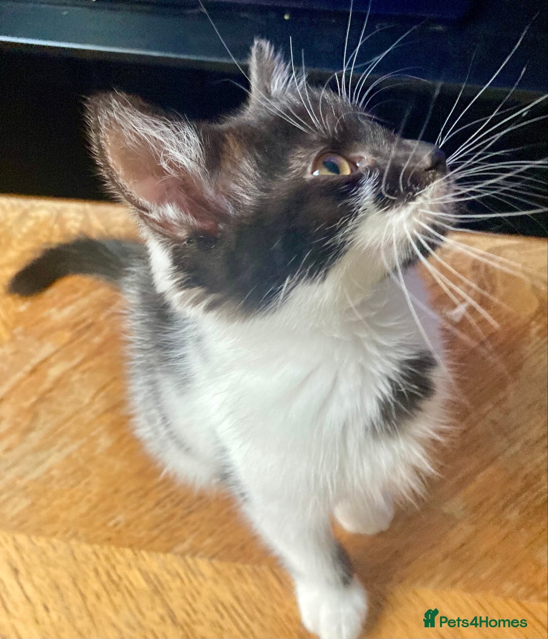 Domestic Shorthair cats for sale: Lovely funny little kittens  - Image 4
