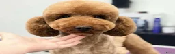 Cavapoo dogs for sale: Cavapoo - Advert 7