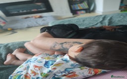 Dobermann dogs for sale: 4 year old Male Doberman looking for forever home - Image 14