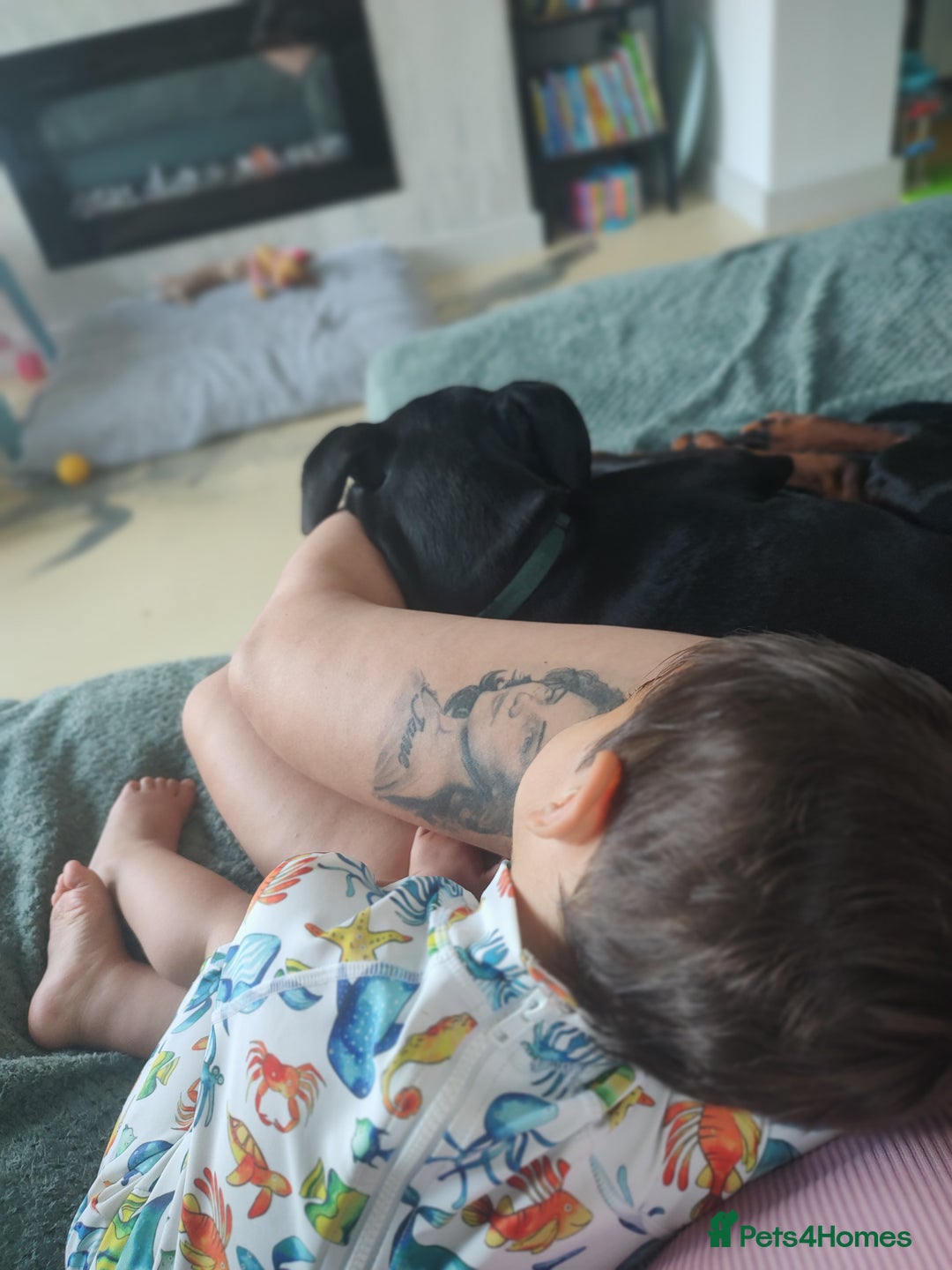 Dobermann dogs for sale: 4 year old Male Doberman looking for forever home - Image 14