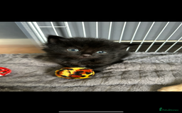 British Shorthair cats for sale: 4 kittens is looking for a loving home in Burton-on-Trent - Image 7