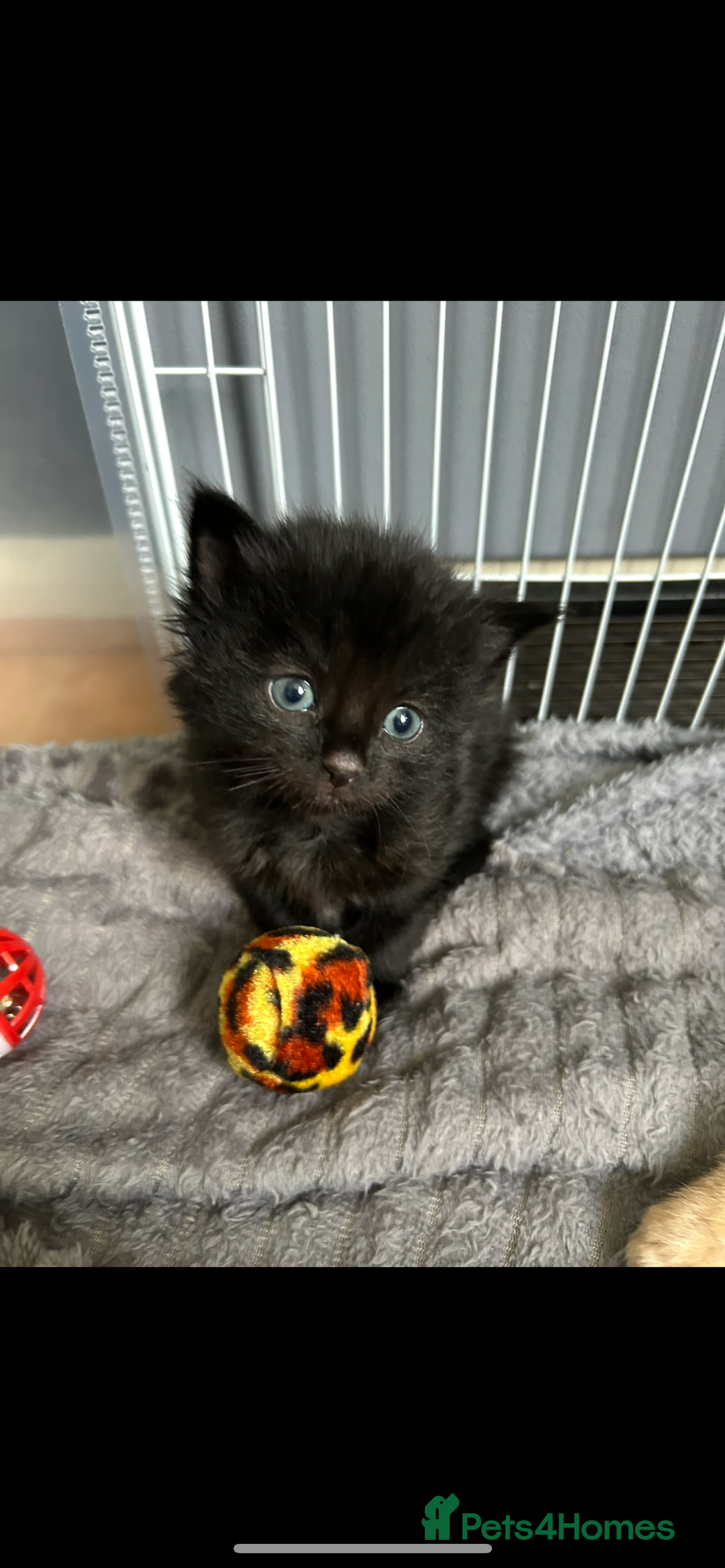 British Shorthair cats for sale: 4 kittens is looking for a loving home in Burton-on-Trent - Image 7