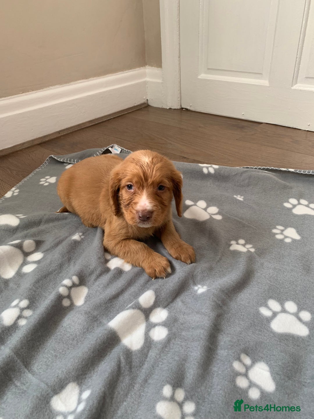 Cocker Spaniel dogs for sale: Cocker spaniel pups - Image 9
