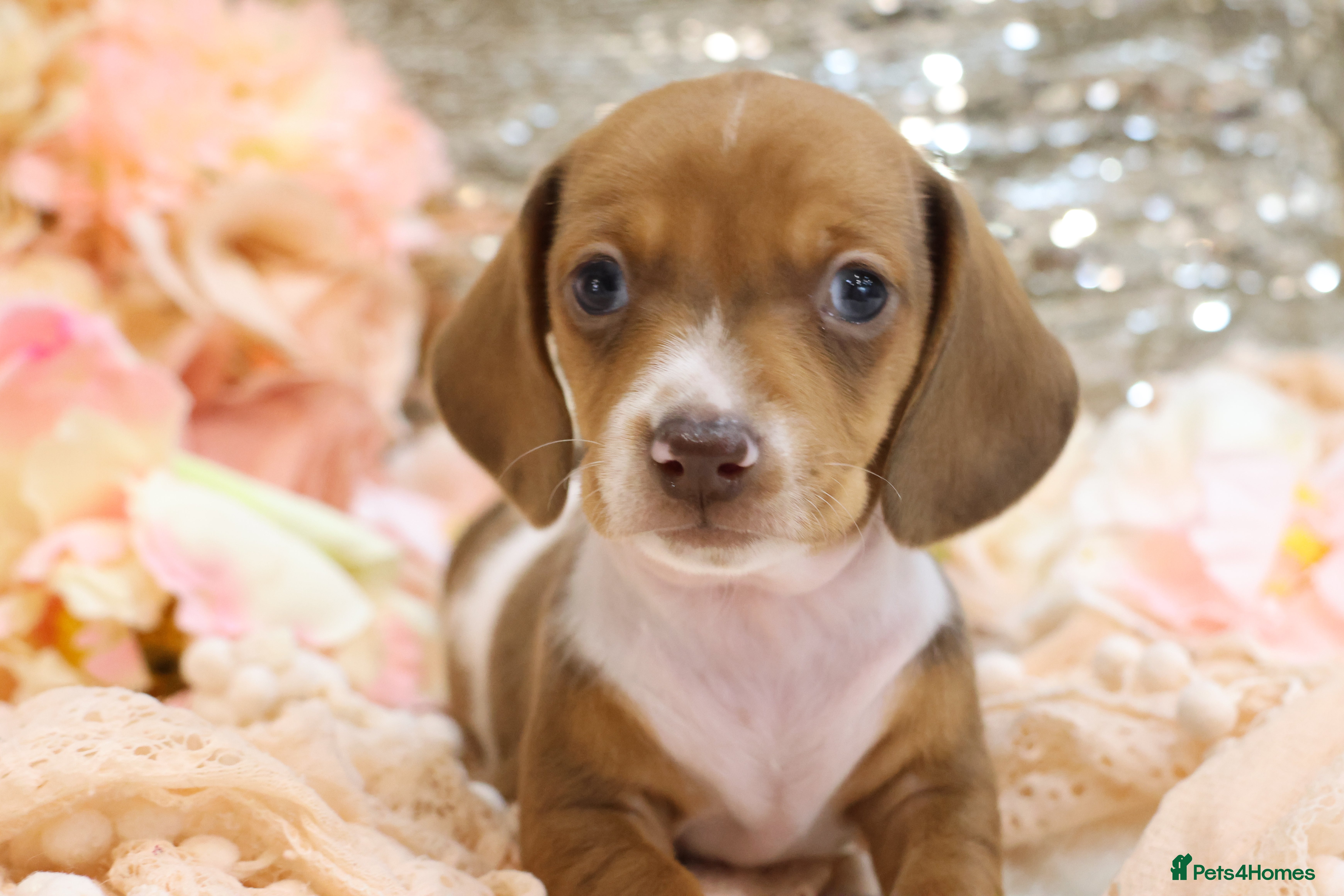 Miniature Dachshund dogs KC Miniature Dachshund Puppies - Advert 17