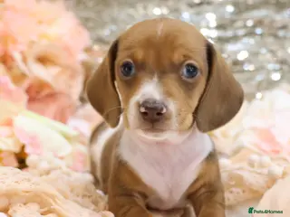 Miniature Dachshund dogs KC Miniature Dachshund Puppies - Advert 5