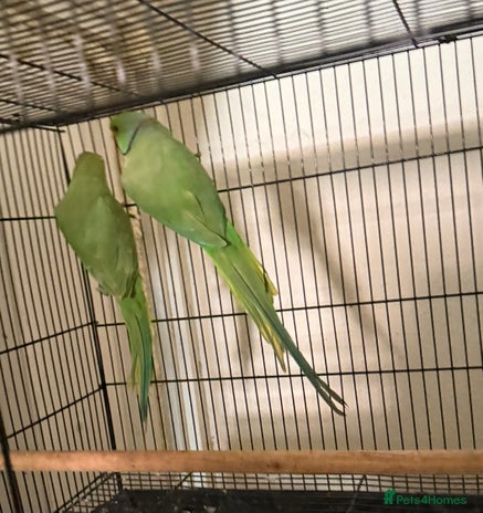 Budgerigars birds - Advert 6