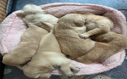 Golden Retriever dogs for sale: 6 Beautiful Golden Retrievers Puppies  - Image 4