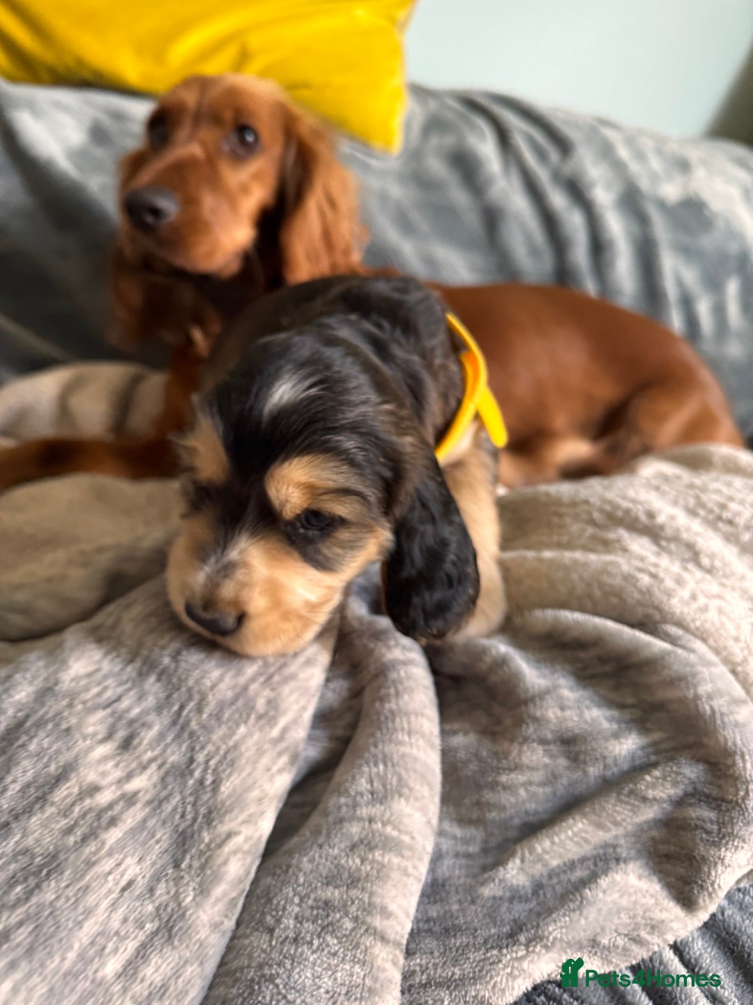 Cocker Spaniel dogs for sale: Show line cocker spaniels - Image 11