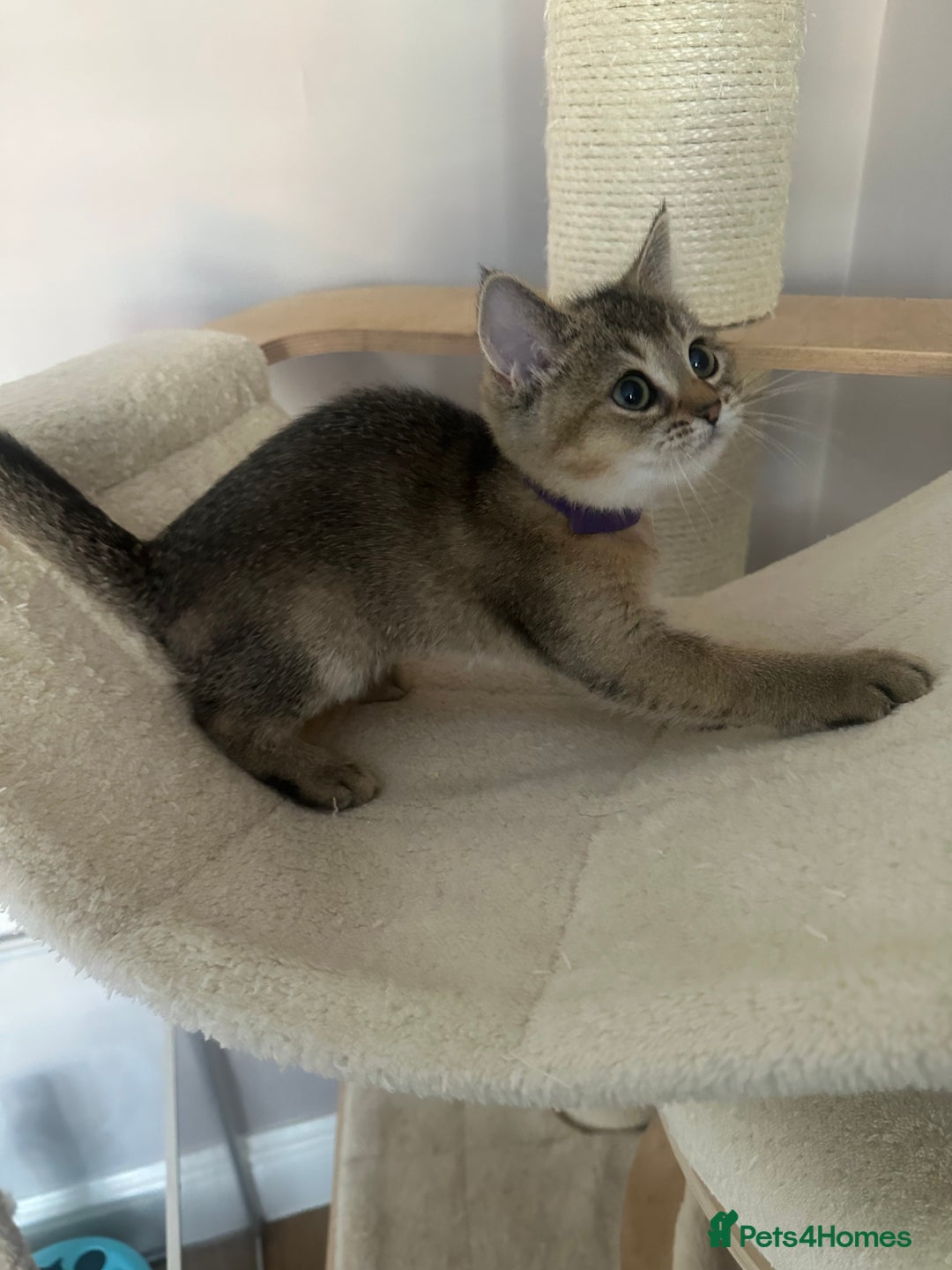 British Shorthair cats for sale: ‼️Ready now, last kitten left TICA registered  - Image 29
