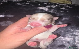 Chihuahua dogs for sale: 🐶 xxs Stunning pure chihuahua pups 🐶 - Image 26