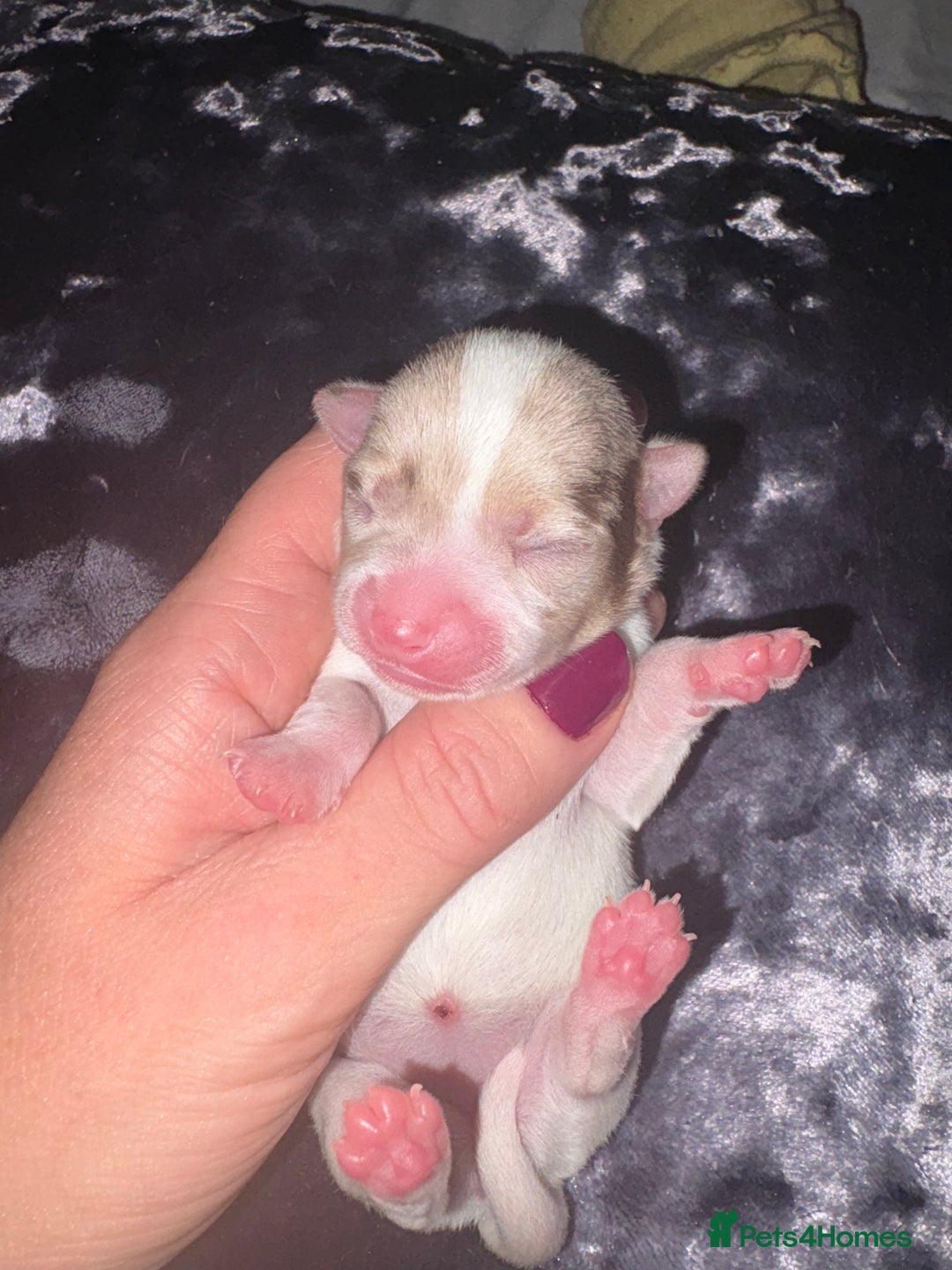 Chihuahua dogs for sale: 🐶 xxs Stunning pure chihuahua pups 🐶 - Image 26