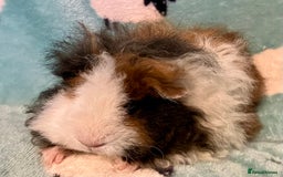 Guinea Pig rodents for sale: Pure Bred Texel Boar - Image 4