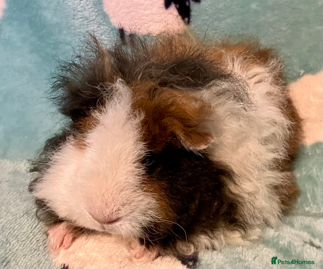 Guinea Pig rodents for sale: Pure Bred Texel Boar - Image 4