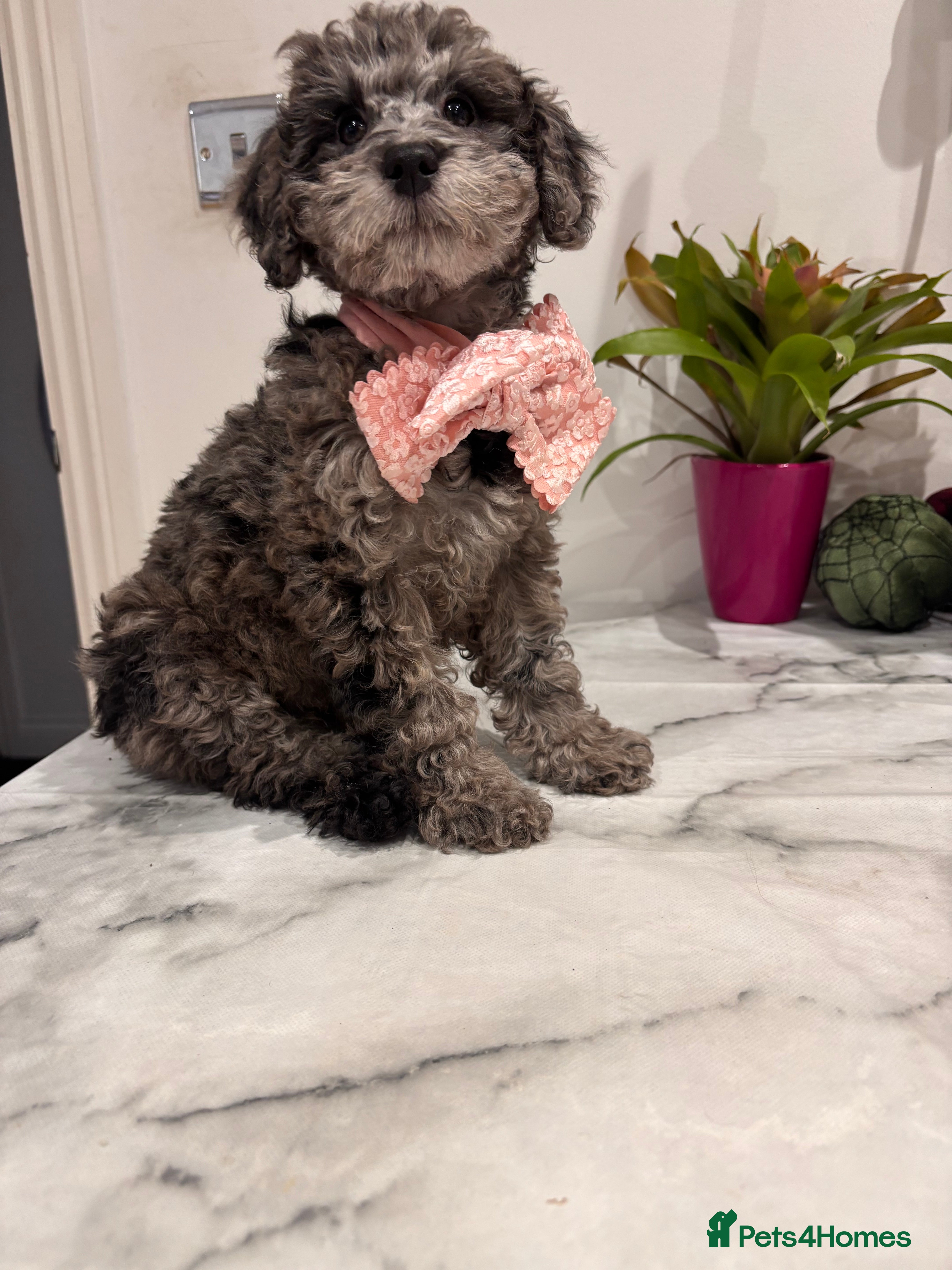 Mixed Breed dogs Toy/mini poodle blue Merle phantom female puppy  - Advert 14