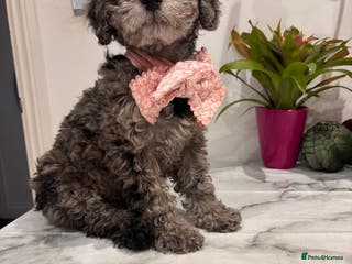 Mixed Breed dogs Toy/mini poodle blue Merle phantom female puppy - Advert 14