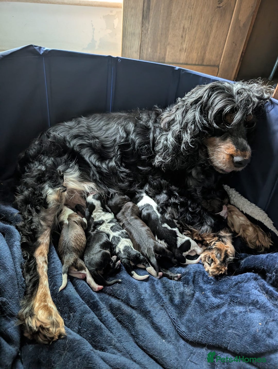 Cockapoo dogs for sale: Stunning Family Pets - Litter References Available - Image 9