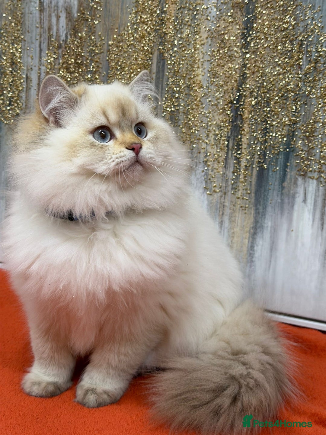 British Longhair cats for sale: 🌟Adorable TICA-Registered kitten - IZAK🌟 - Advert 17