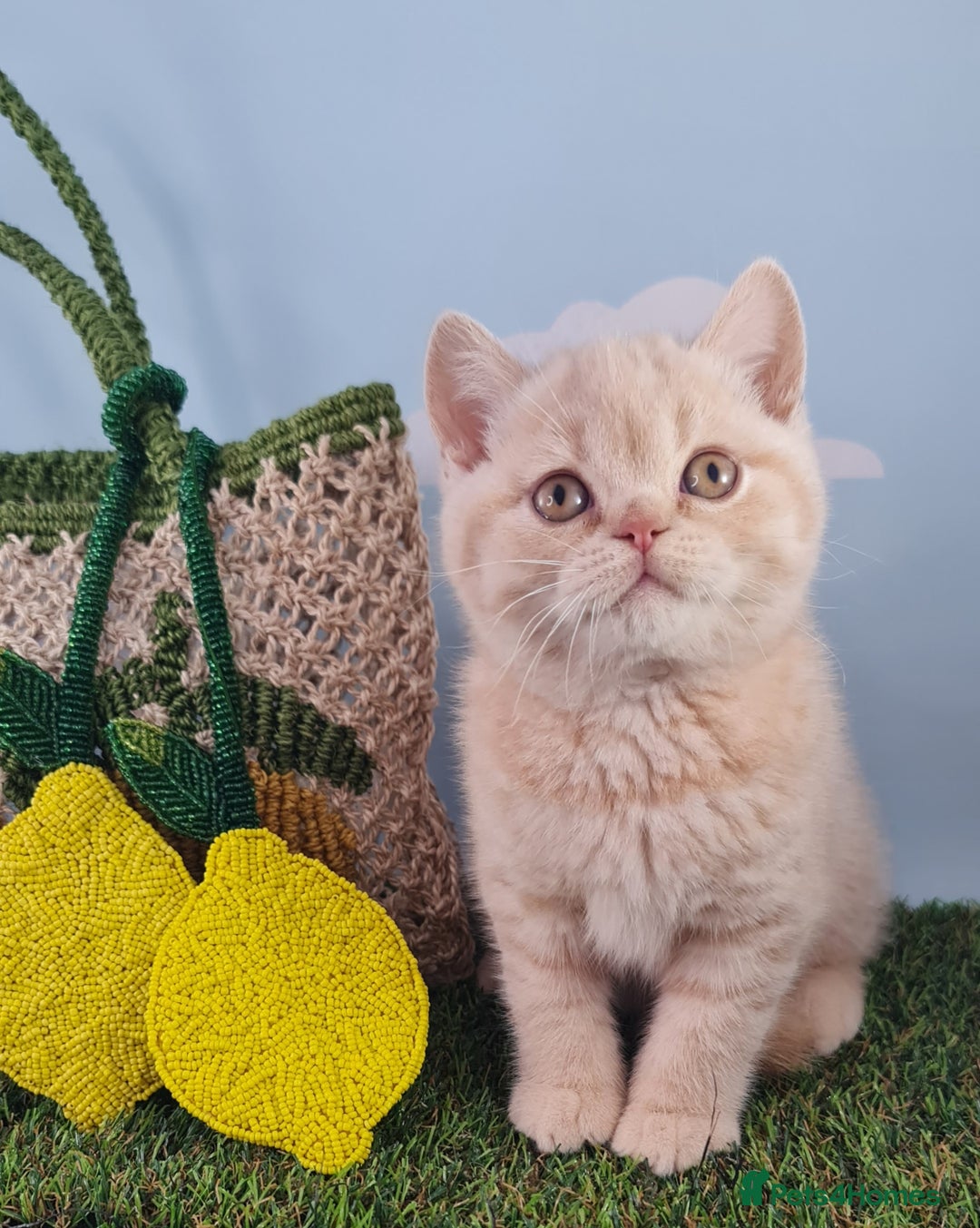 British Shorthair cats for sale: CHAMPION SIRED PEDIGREE GCCF REG BLUE BSH KITTEN - Image 2