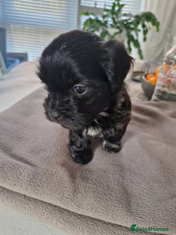 Malshi dogs - Advert 1