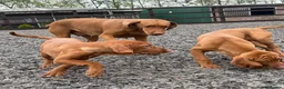 Hungarian Vizsla dogs for sale: KC reg, ready to go now.  - Advert 7