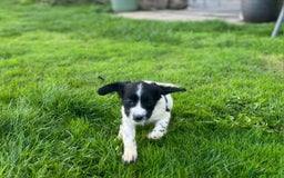 Cocker Spaniel dogs for sale: Cocker Spaniels - Image 8