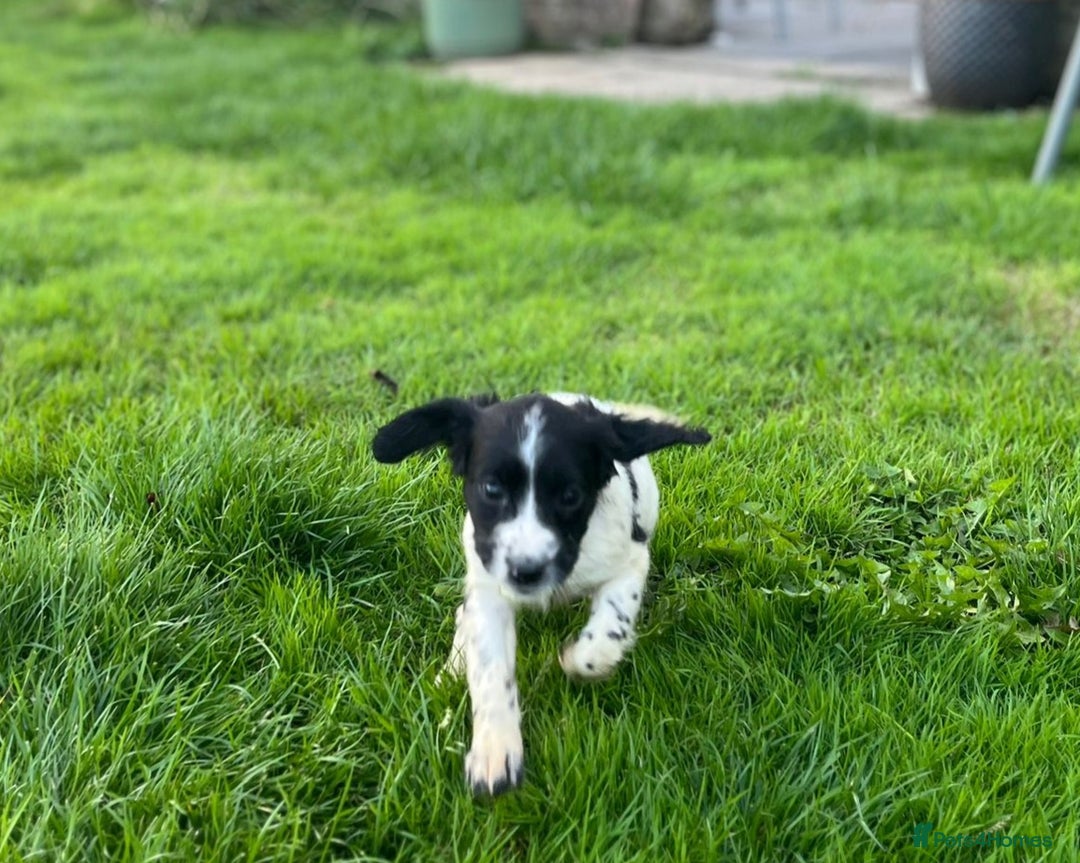Cocker Spaniel dogs for sale: Cocker Spaniels - Image 8