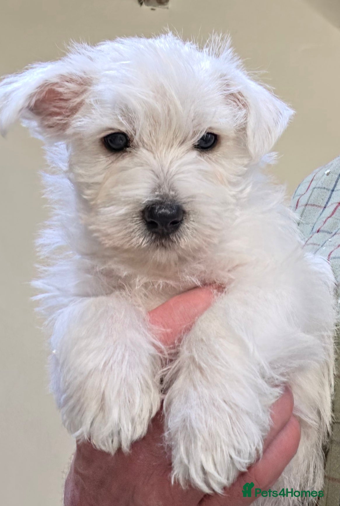 West Highland Terrier dogs Westie Pups - Advert 3