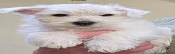 West Highland Terrier dogs for sale: Westie Pups - Advert 1