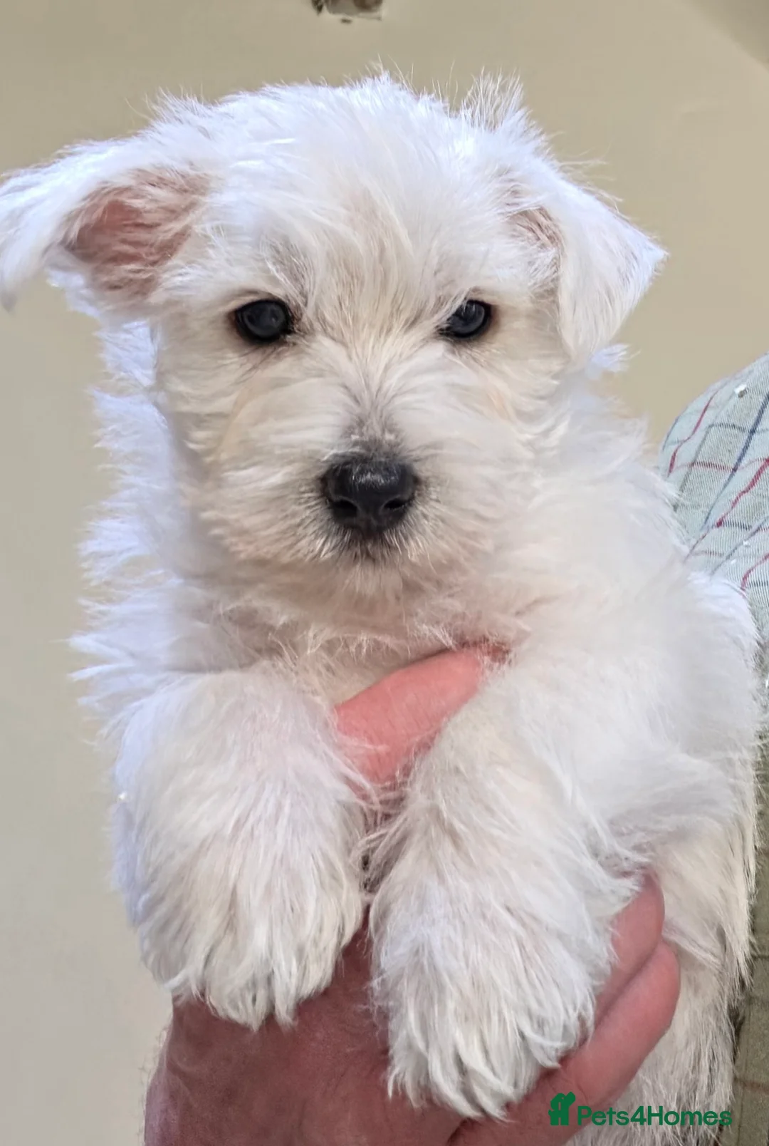 West Highland Terrier dogs for sale: Westie Pups - Advert 1