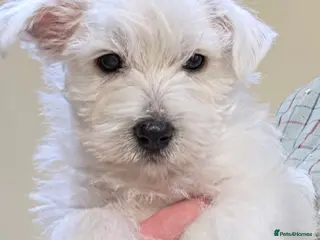West Highland Terrier dogs Westie Pups - Advert 3