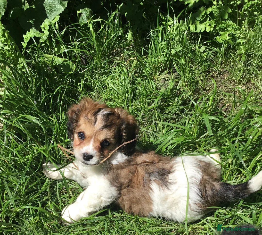 Toy Poodle dogs for stud: Gorgeous Black & White parti toy poodle in Saint Neots - Advert 13