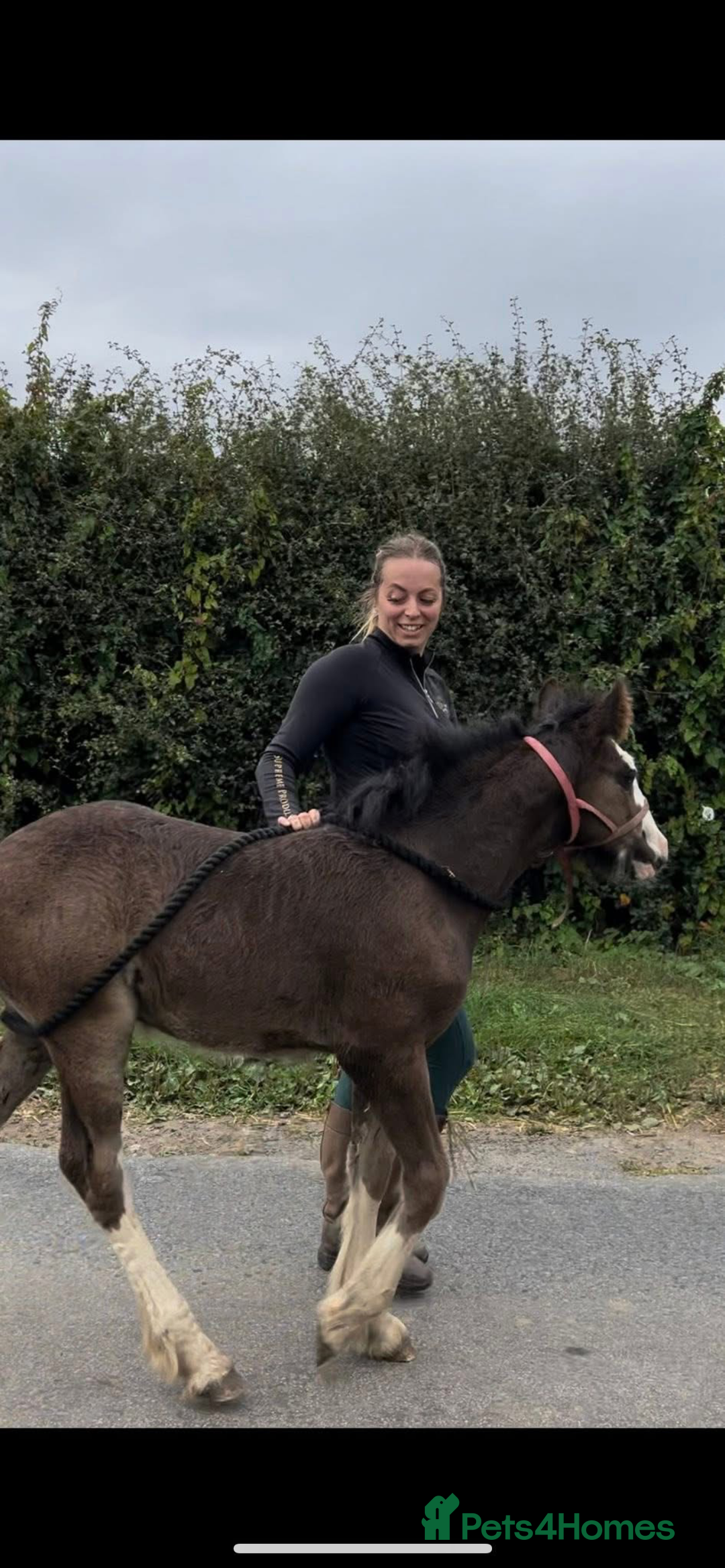 Irish Cob horses for sale: Filly for full loan or sale  - Advert 8