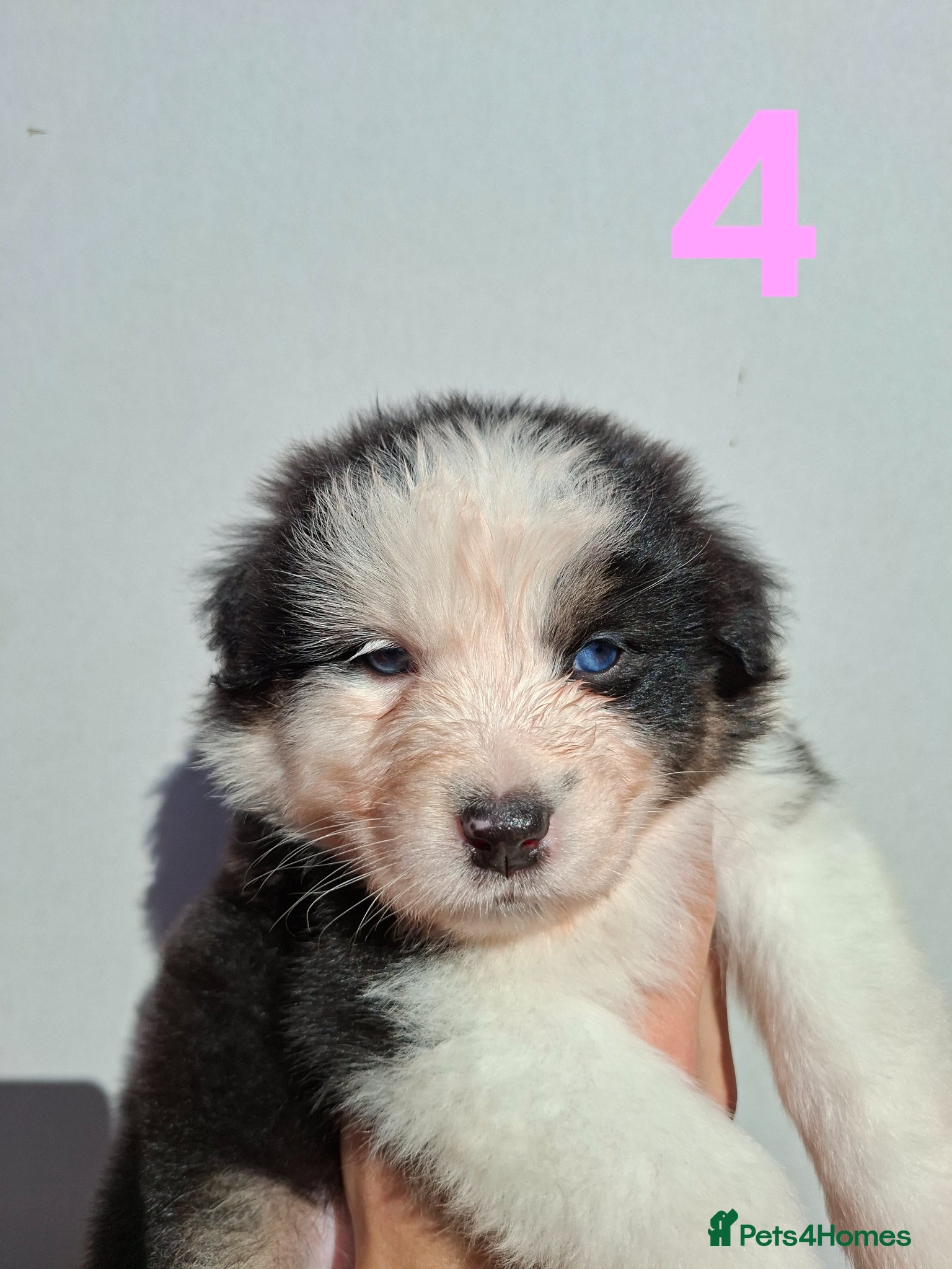 Australian Shepherd dogs ​🐾 Beautiful Australian Shepherd Puppies 🐾 - Advert 1