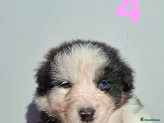 Australian Shepherd dogs 🐾 Beautiful Australian Shepherd Puppies 🐾 - Advert 1