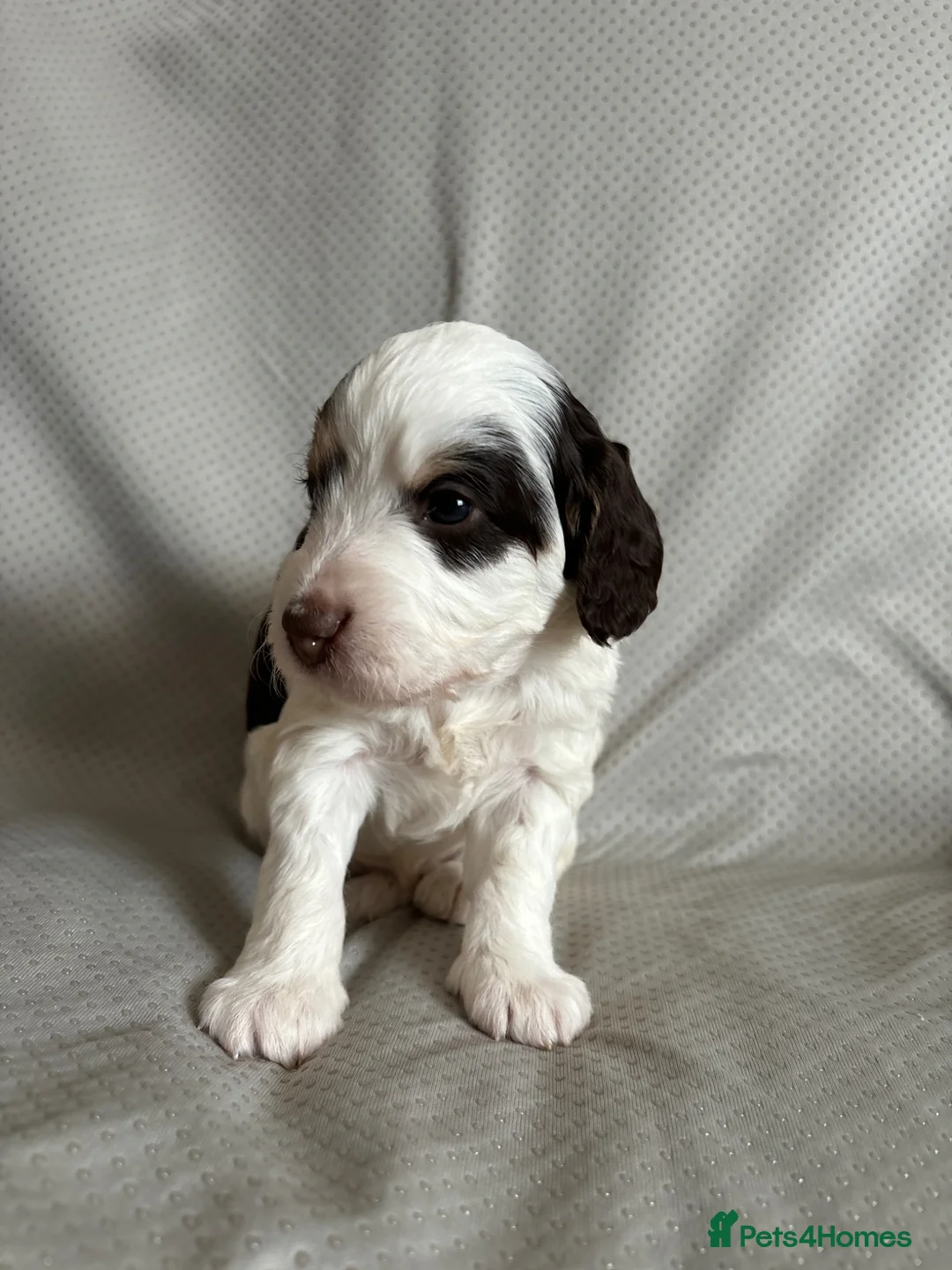 Bernedoodle dogs for sale: Mini Bernedoodle Litter 💙💕 - Advert 23