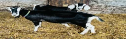Goats livestock for sale: Female British Alpine x for sale - Advert 3