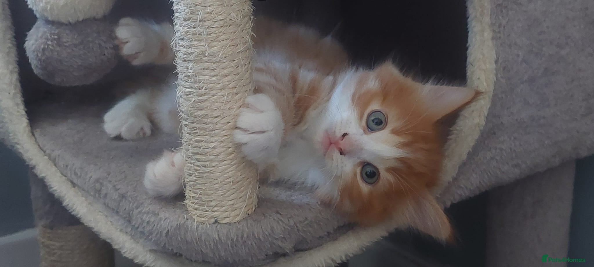 Mixed Breed cats Long‑Haired beautiful Ragdoll Cross Kittens - Advert 15