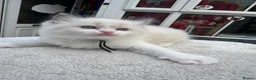 Ragdoll cats for sale: Gccf (champion) ragdoll kittens  - Advert 13