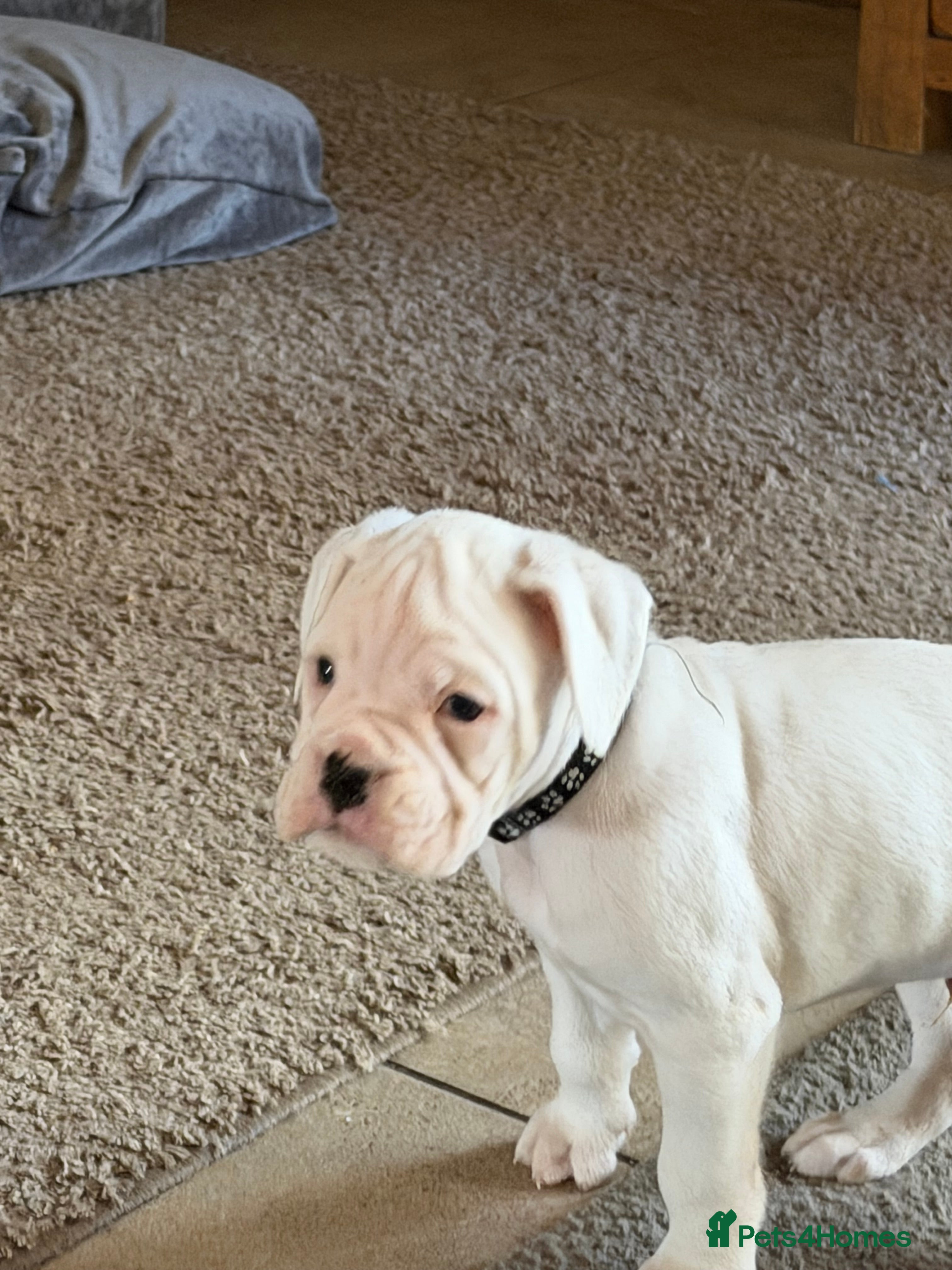 Boxer dogs  2 adorable KC registered boxer puppies  - Advert 4