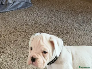 Boxer dogs 2 adorable KC registered boxer puppies - Advert 4