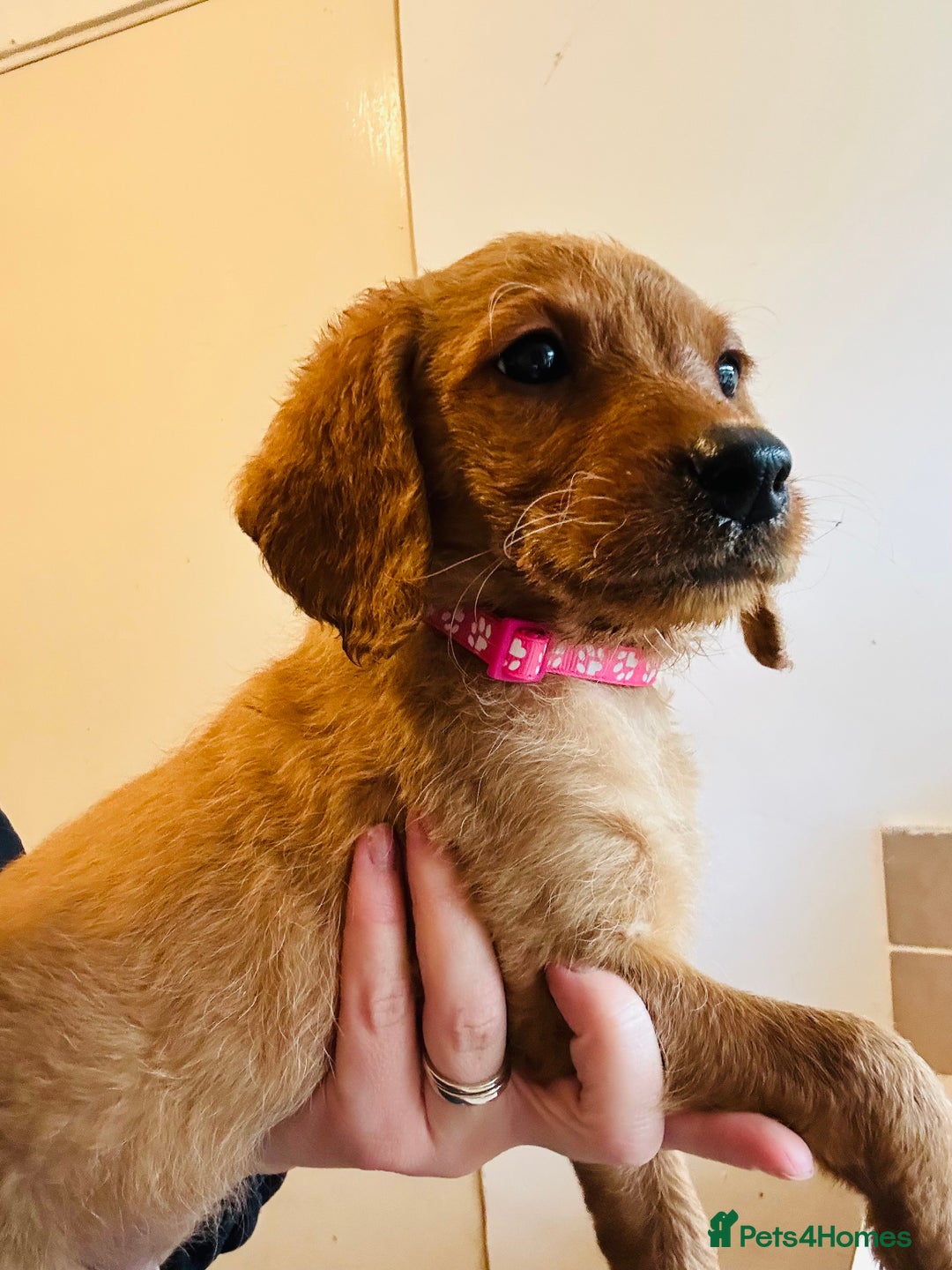 Labradoodle dogs for sale: Beautiful Labradoodle puppies for sale - Image 12