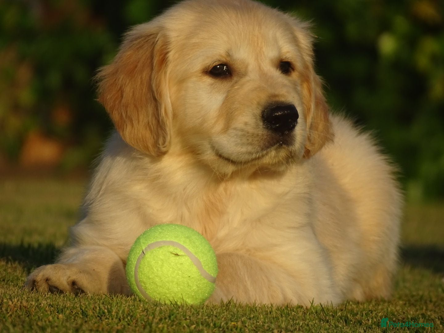 Golden Retriever dogs Golden Retriever Puppies - Advert 1