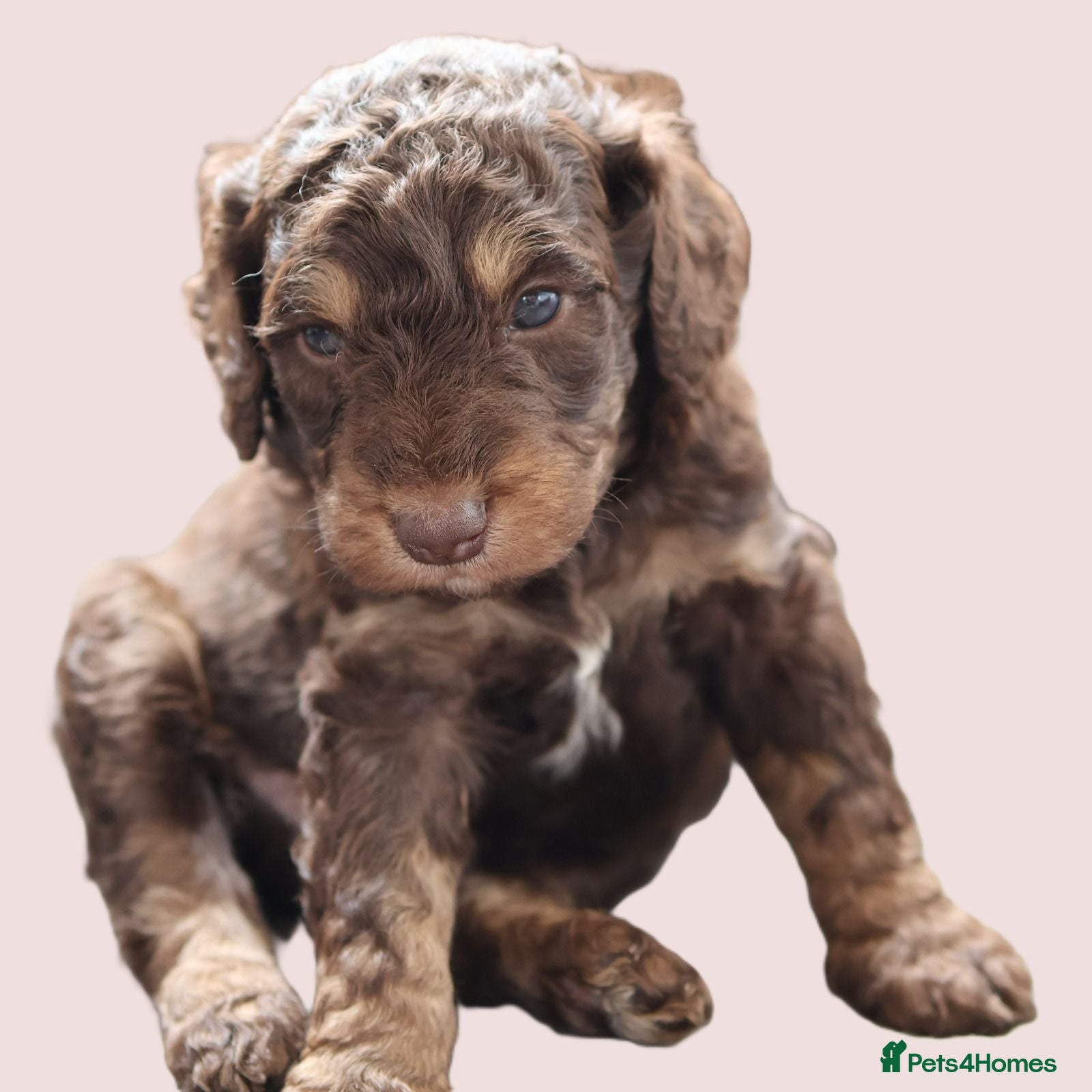 Labradoodle dogs Stunning F1b, Rare Markings, quality bred & raised - Advert 1