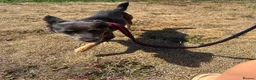 Mixed Breed dogs for adoption: Sheena - Stowmarket Suffolk  in Stowmarket - Advert 16