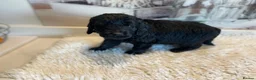 Mini Goldendoodle dogs for sale: F1 Goldendoodle - Advert 16