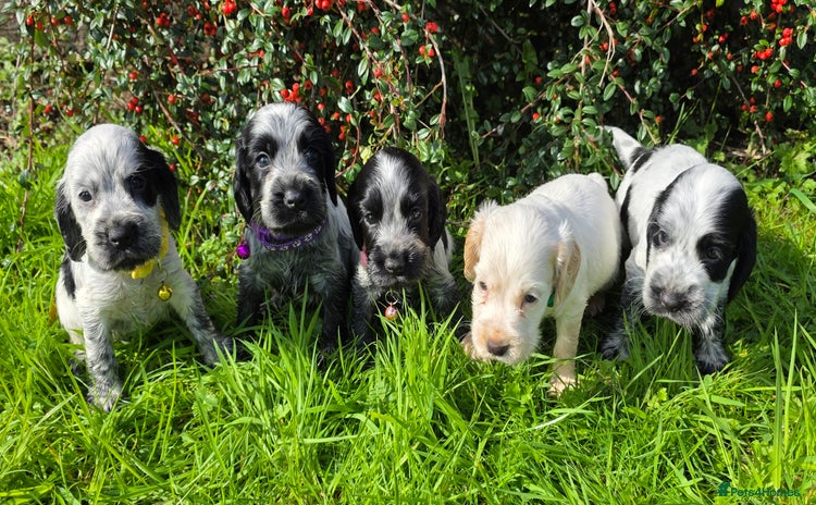 Cocker Spaniel dogs - Advert 3