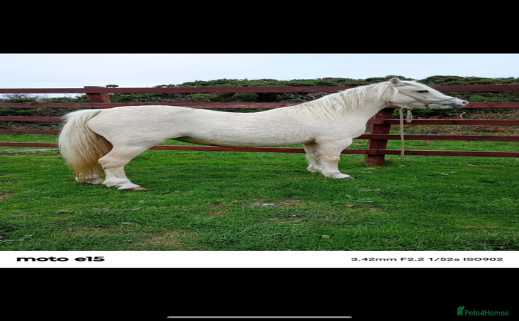 Welsh Section A horses - Advert 3