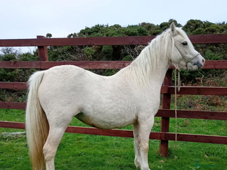 Welsh Section A horses - Advert 35